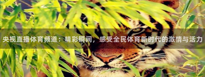 央视直播体育频道：精彩瞬间，感受全民体育新时代的激情与活力